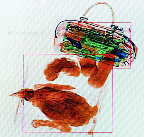 生禽過安檢機(jī)